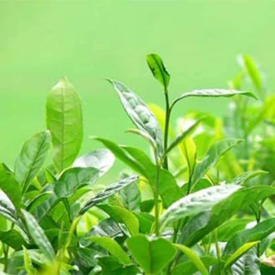 健康食品に使用される減量のための緑茶抽出物